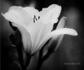 xsh506 fleurs noires et blanches
